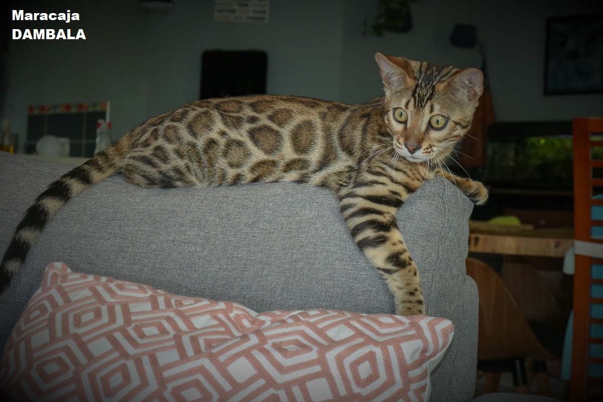 benal brown rosetted